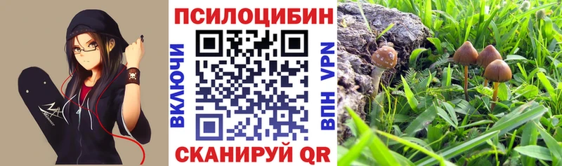 Купить закладки  Грайворон  Галлюциногенные грибы прущие грибы 